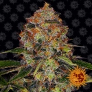 Shiskaberry Cannabisblüte – gewachsen aus Feminisierte Hanfsamen von Barneys Farm