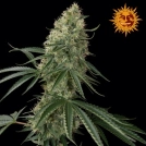 Sin Tra Bajo Auto Cannabisblüte – gewachsen aus Automatic Hanfsamen von Barneys Farm