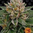 Skywalker OG Auto Cannabisblüte – gewachsen aus Automatic Hanfsamen von Barneys Farm