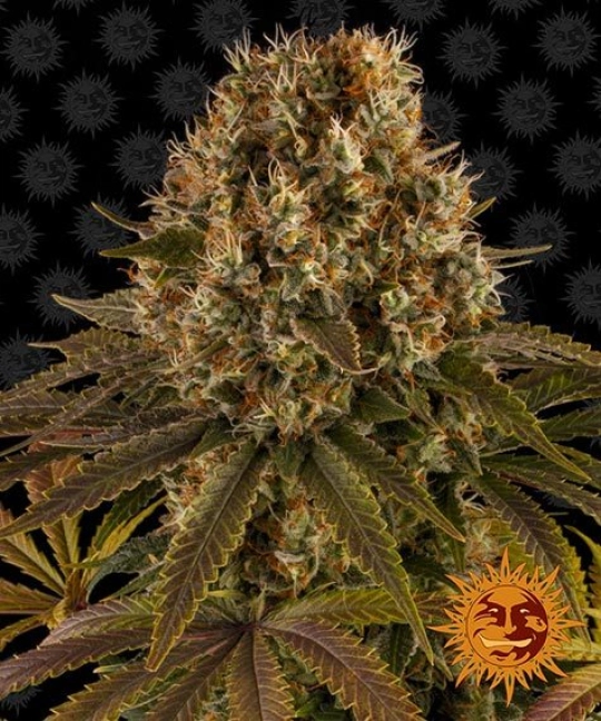Strawberry Lemonade – Barneys Farm – Feminisiert
