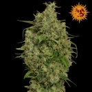 Sweet Tooth Cannabisblüte – gewachsen aus Feminisierte Hanfsamen von Barneys Farm