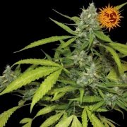 Sweet Tooth Auto Cannabisblüte – gewachsen aus Automatic Hanfsamen von Barneys Farm