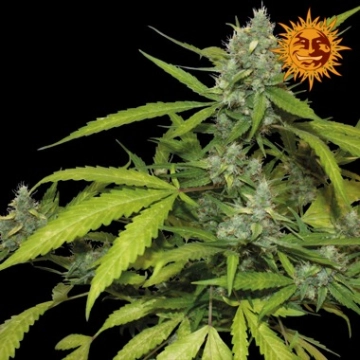 Sweet Tooth Auto Cannabisblüte – gewachsen aus Automatic Hanfsamen von Barneys Farm