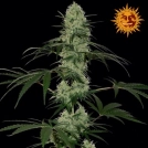 Tangelo Rapido Auto Cannabisblüte – gewachsen aus Automatic Hanfsamen von Barneys Farm