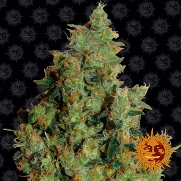Tangerine Dream Cannabisblüte – gewachsen aus Feminisierte Hanfsamen von Barneys Farm