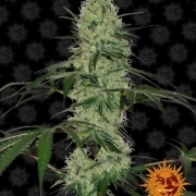 Tangerine Dream Automatic Cannabisblüte – gewachsen aus Automatic Hanfsamen von Barneys Farm