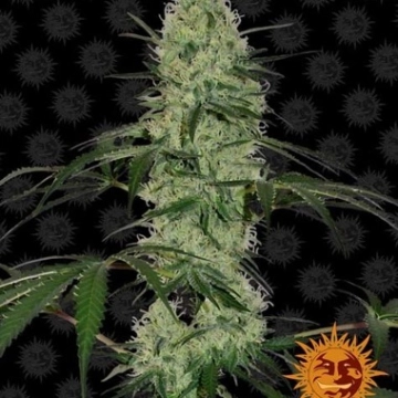 Tangerine Dream Automatic Cannabisblüte – gewachsen aus Automatic Hanfsamen von Barneys Farm
