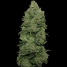Top Dawg Cannabisblüte – gewachsen aus Feminisierte Hanfsamen von Barneys Farm
