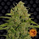 Triple Cheese Cannabisblüte – gewachsen aus Feminisierte Hanfsamen von Barneys Farm