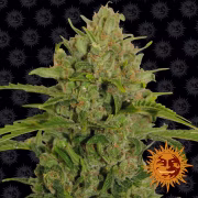 Triple Cheese Cannabisblüte – gewachsen aus Feminisierte Hanfsamen von Barneys Farm