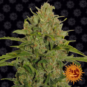 Triple Cheese Cannabisblüte – gewachsen aus Feminisierte Hanfsamen von Barneys Farm