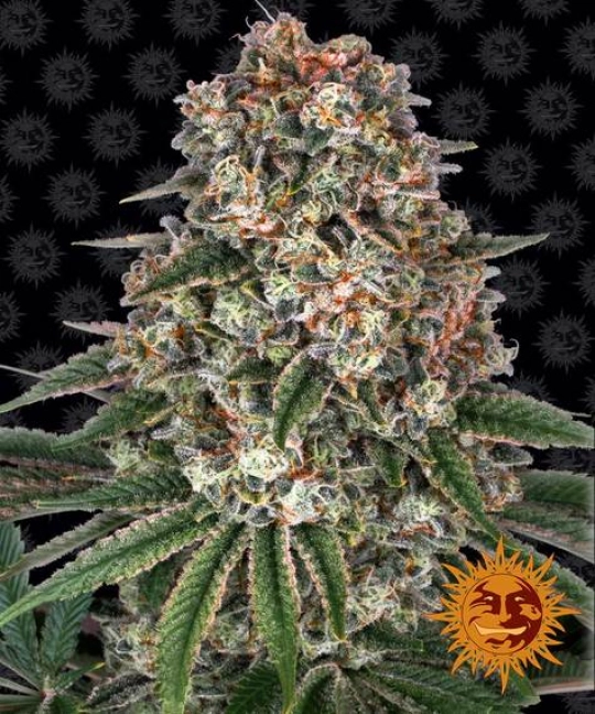 Tropicanna Banana – Barneys Farm – Feminisiert