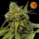 Utopia Haze Cannabisblüte – gewachsen aus Feminisierte Hanfsamen von Barneys Farm