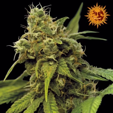 Utopia Haze Cannabisblüte – gewachsen aus Feminisierte Hanfsamen von Barneys Farm