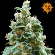 Vanilla Kush Cannabis Blüte - gewachsen aus Feminisierte Hanfsamen für den Anbau