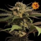 Violator Kush Cannabisblüte – gewachsen aus Feminisierte Hanfsamen von Barneys Farm