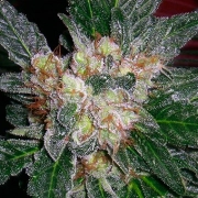 Violator Kush – Barneys Farm – Regulär – Produktansicht 2