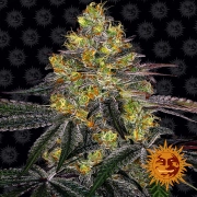 Watermelon Zkittlez Cannabisblüte – gewachsen aus Feminisierte Hanfsamen von Barneys Farm