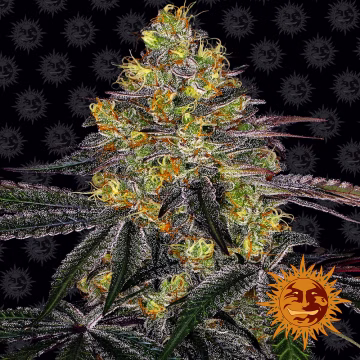 Watermelon Zkittlez Cannabisblüte – gewachsen aus Feminisierte Hanfsamen von Barneys Farm