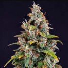 Watermelon Zkittlez Auto Cannabisblüte – gewachsen aus Automatic Hanfsamen von Barneys Farm