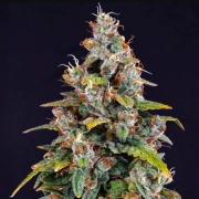 Watermelon Zkittlez Auto Cannabisblüte – gewachsen aus Automatic Hanfsamen von Barneys Farm