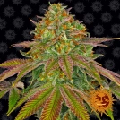 Wedding Cake Cannabisblüte – gewachsen aus Feminisierte Hanfsamen von Barneys Farm