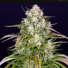 Wedding Cake Auto Cannabisblüte – gewachsen aus Automatic Hanfsamen von Barneys Farm