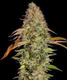 Zkittlez OG Auto Cannabisblüte – gewachsen aus Feminisierte Hanfsamen von Barneys Farm