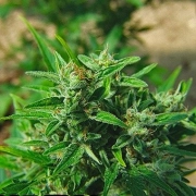 Big Buddha Automatic Cannabisblüte – gewachsen aus Automatic Hanfsamen von Big Buddha Seeds