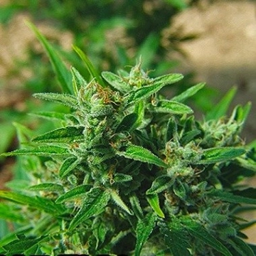 Big Buddha Automatic Cannabisblüte – gewachsen aus Automatic Hanfsamen von Big Buddha Seeds