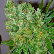 Big Buddha Blue Cheese Cannabisblüte – gewachsen aus Feminisierte Hanfsamen von Big Buddha Seeds