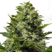Big Buddha Bubble Cheese Cannabisblüte – gewachsen aus Feminisierte Hanfsamen von Big Buddha Seeds