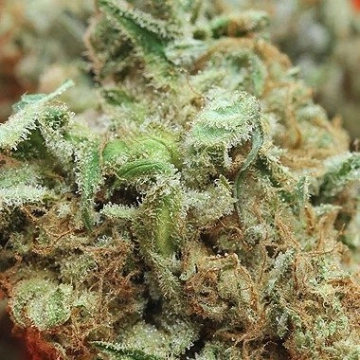 Big Buddha Haze Cannabisblüte – gewachsen aus Feminisierte Hanfsamen von Big Buddha Seeds