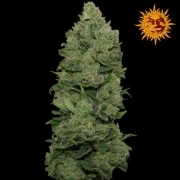 Big Buddha Cheese Dawg Cannabisblüte – gewachsen aus Feminisierte Hanfsamen von Big Buddha Seeds
