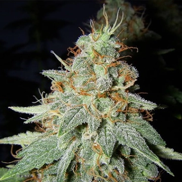 Big Buddha Cheese Cannabisblüte – gewachsen aus Feminisierte Hanfsamen von Big Buddha Seeds
