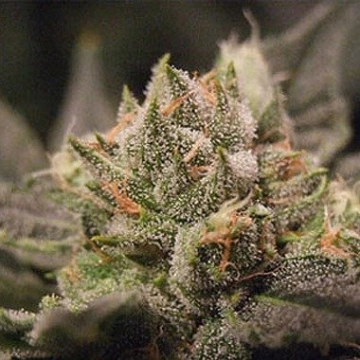 Big Buddha Cheesus Cannabisblüte – gewachsen aus Feminisierte Hanfsamen von Big Buddha Seeds