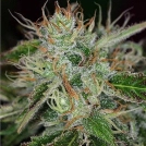 Big Buddha Cheesy Dick Cannabisblüte – gewachsen aus Feminisierte Hanfsamen von Big Buddha Seeds