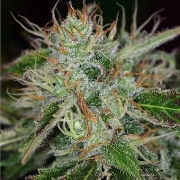 Big Buddha Cheesy Dick Cannabisblüte – gewachsen aus Feminisierte Hanfsamen von Big Buddha Seeds