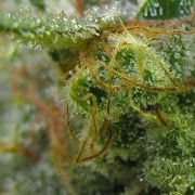 Big Buddha Chiesel Cannabisblüte – gewachsen aus Feminisierte Hanfsamen von Big Buddha Seeds