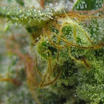 Big Buddha Chiesel Cannabisblüte – gewachsen aus Feminisierte Hanfsamen von Big Buddha Seeds