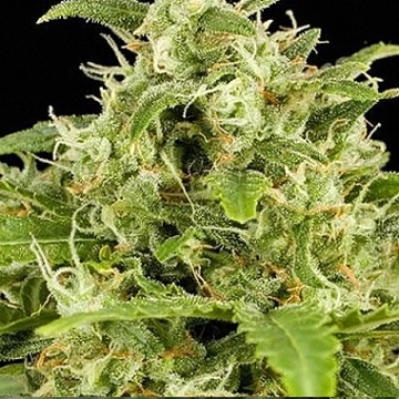 Big Buddha Critical Mass Automatic Cannabisblüte – gewachsen aus Feminisierte Hanfsamen von Big Buddha Seeds