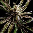 Big Buddha G Bomb Cannabisblüte – gewachsen aus Feminisierte Hanfsamen von Big Buddha Seeds