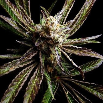 Big Buddha G Bomb Cannabisblüte – gewachsen aus Feminisierte Hanfsamen von Big Buddha Seeds