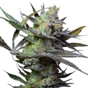 Big Buddha King Kong Cannabisblüte – gewachsen aus Feminisierte Hanfsamen von Big Buddha Seeds