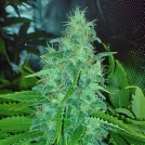 Big Buddha Freeze Cheese 89 Cannabisblüte – gewachsen aus Feminisierte Hanfsamen von Big Buddha Seeds
