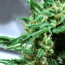 Big Buddha The Kali Cannabisblüte – gewachsen aus Feminisierte Hanfsamen von Big Buddha Seeds