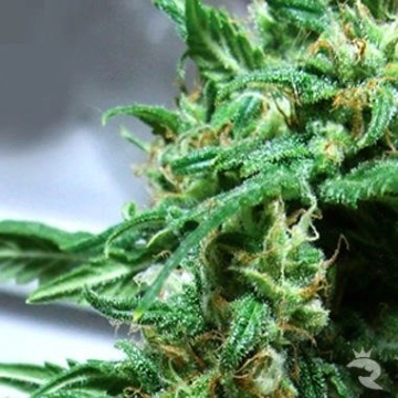 Big Buddha The Kali Cannabisblüte – gewachsen aus Feminisierte Hanfsamen von Big Buddha Seeds