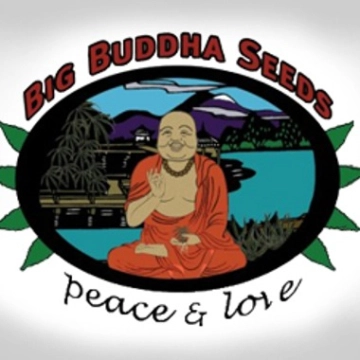 Black Cheese Cannabisblüte – gewachsen aus Feminisierte Hanfsamen von Big Buddha Seeds