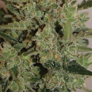Blue Cheese Auto – Big Buddha Seeds – Autoflowering – Produktansicht 2