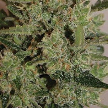 Blue Cheese Auto Cannabisblüte – gewachsen aus Automatic Hanfsamen von Big Buddha Seeds